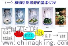 生物技術在化妝品研究開發中的應用 細胞技術的創新與展望