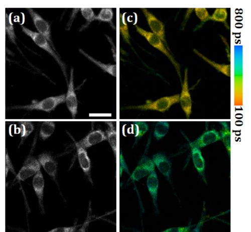 深圳先進院研制出近紅外二區熒光壽命成像系統 細胞技術研發和應用